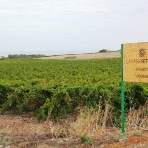CANTINE SETTESOLI
